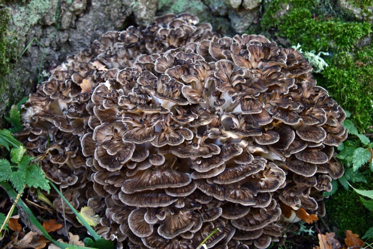 Wild Harvested Maitake Tincture (Grifola frondosa)