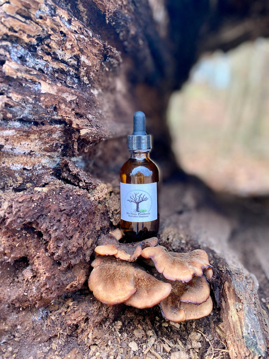 Wild Harvested Maitake Tincture (Grifola frondosa)