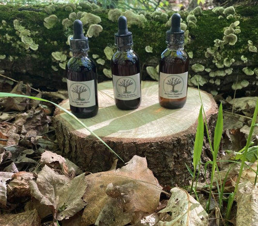Wild Harvested Mullein Tincture (Verbascum thapsus)
